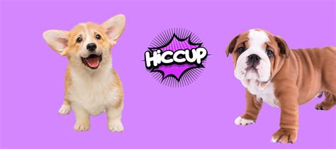 Puppy Hiccups: Causes and Remedies for Your Furry Friend – SPARK PAWS