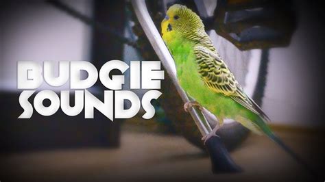 Budgie Singing Budgie Sounds Youtube