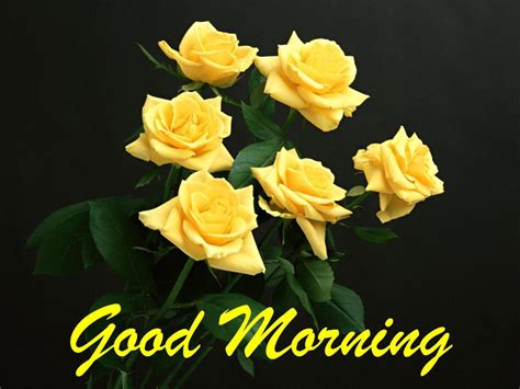 Home » good morning » good morning with a beautiful rose. Good Morning With Bunch Of Yellow Roses