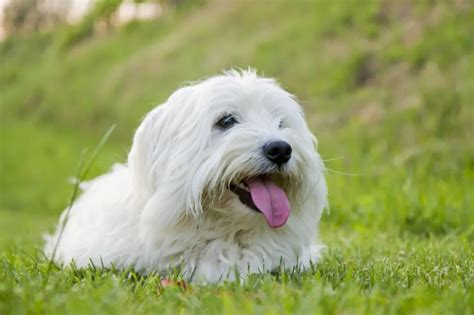 Coton De Tulear Dog Breed Information And Characteristics