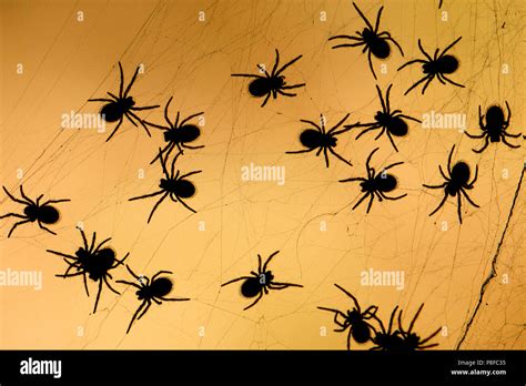 A Cluster Of Spiderlings Stock Photo Alamy