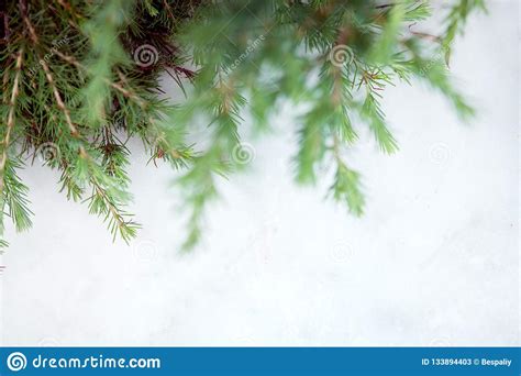 Branches Of Conifers On A Light Background Stock Image Image Of