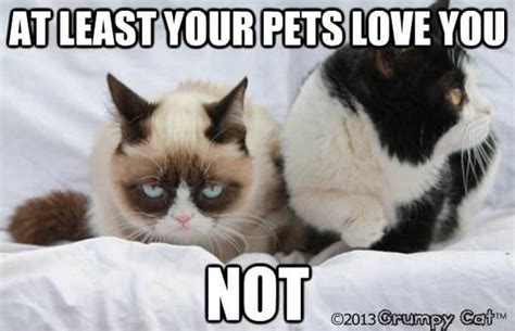 37 Pets Love You The 50 Funniest Grumpy Cat Memes Complex