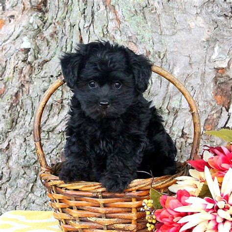 Yorkie Poo Puppies For Sale