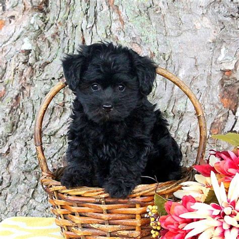 Our yorkiepoo puppies for sale are an adorable, small companion that will bring laughter and friendship to your home. Yorkie-Poo Puppies For Sale - Yorkie-Poo Breed Info ...