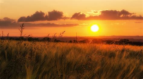 480x854 Resolution Green Grass Field During Sunset Hd Wallpaper