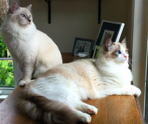 About Me The Ragdoll Cat Natural Cat Care Why The Ragdoll Breed