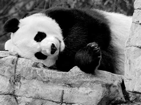 Quick access to youtube, facebook, twitter, gmail, yahoo, outlook, whatsapp web. √ Panda HD Wallpapers - wallpaper202