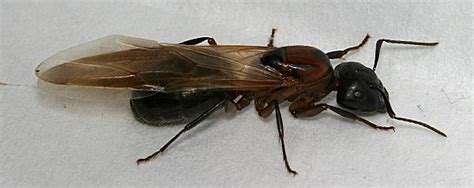 What does a carpenter ant look like? What do carpenter ant queens look like before and after ...