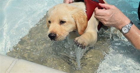However, if you wait too long to begin training, the pomapoo may develop small dog syndrome and could become headstrong and willful. Swimmers Syndrome in Puppies | Onlinepethealth Hydro Blog