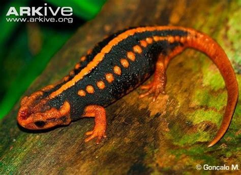 The Emperor Newt Is A Highly Toxic Newt Native To China Wikipedia