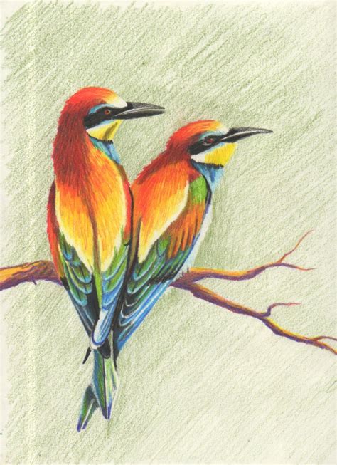 Coloridas Aves Dibujo A Lápiz De Color Etsy