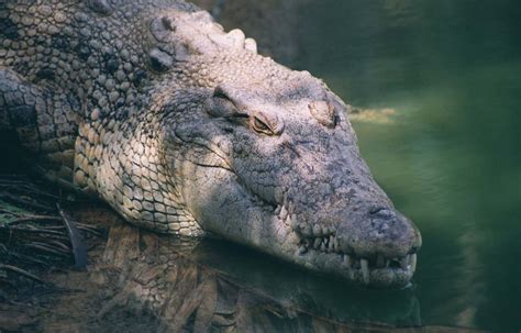 Photo Gallery Crocodiles Saltwater Crocodile