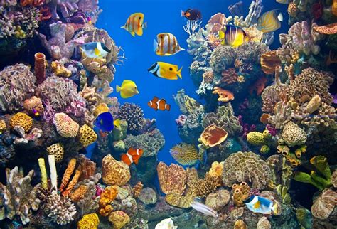 Laeacco Tropical Fish World Coral Reef Underwater Ocean