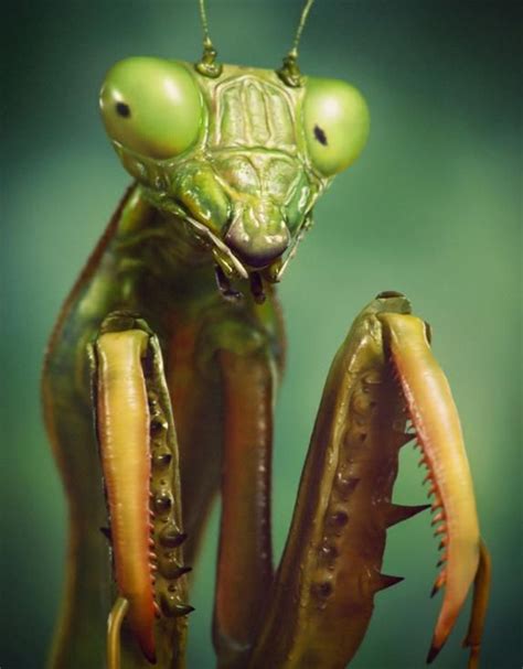Praying Mantis Macro By Victormf Praying Mantis Weird Animals Insects