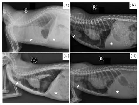 Thoracic Radiographs Of Four Cats Showing Different Types Of