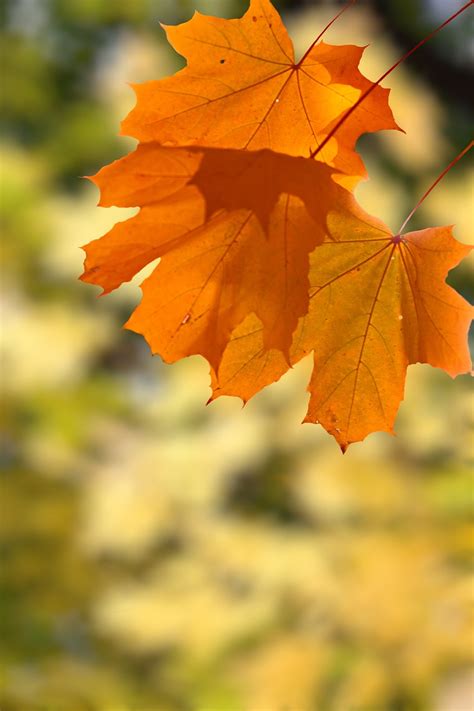 Leaves Autumn Leaf Free Photo On Pixabay