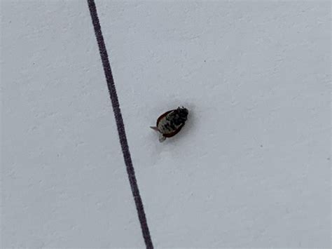 Carpet Beetle Pest Control Canada
