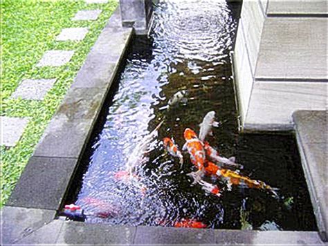 Kolam koi baru tidak bisa segera berfungsi sebagimana mestinya, ada waktu yang dibutuhkan agar filter mature dan berfungsi maksimal, new pond dengan membaca bagian 3, sebenarnya esensi pengetahuan tentang filter kolam koi sudah didapat, yaitu bahwa filter bukan sekedar penyaring. Membuat sendiri kolam koi ~ Dunia Air