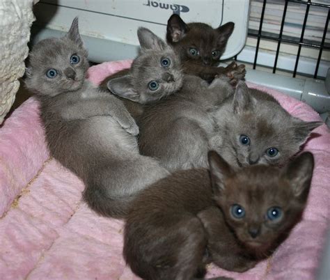 Cute Kitties I Want Em Oh My Lord Blue And Sable Burmese Kittens