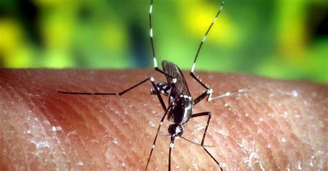 The Dangerous Rise Of The Asian Tiger Mosquito In Europe And Germany