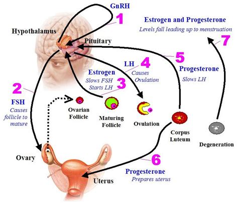 How Hormonal Changes Affect Fertility Symptoms Ovarian Follicle
