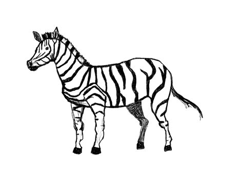 Daily Drawing No 36 Zebra Sketch
