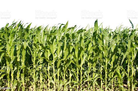 Corn Fields Isolated Stock Photo Download Image Now Agricultural