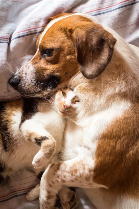 Check spelling or type a new query. Dog and cat cuddle on bed stock image. Image of cuddle ...