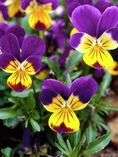 Viola Tricolor Heartsease World Of Flowering Plants