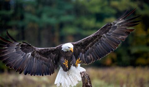 Bald Eagle Landing Stock Photo Download Image Now Istock