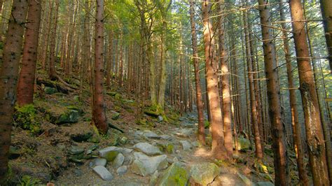 Stone Trail In A Pine Mountain Forest Trees And Stones Are Covered