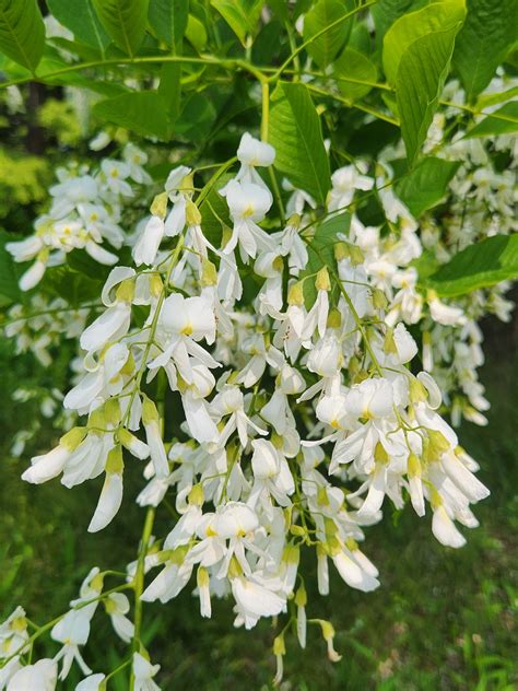 Photo Galleries Friends Of The Frelinghuysen Arboretum