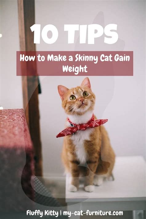 As cats age, they may lose weight for a variety of reasons, from dental problems to cancer. 10 TIPS for How to Make a Skinny Cat Gain Weight - Fluffy ...