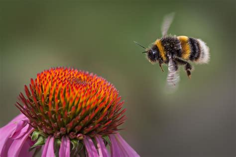 The Flight Of The Bumble Bee Bumble Bee Bee Cute Small Animals