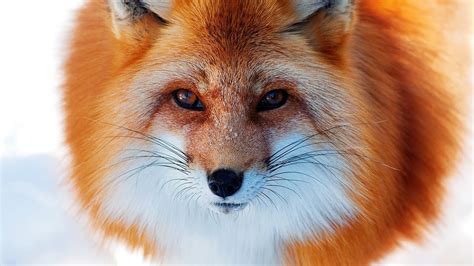 Photography Fox Animals Closeup Wallpapers Hd Desktop And Mobile