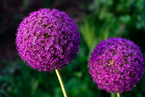 Ultimate Guide To Allium Flower Meaning And Uses 2022