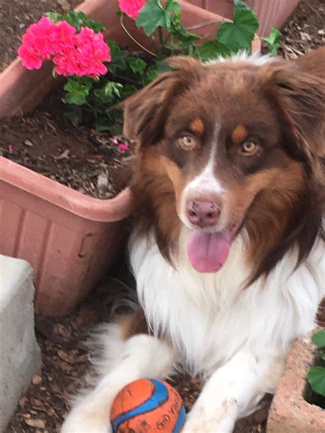 FullSizeRender - Aussie Rescue San Diego