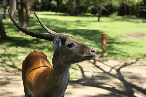 Meet Our Antelopes In Safari Journey Taman Safari Bali