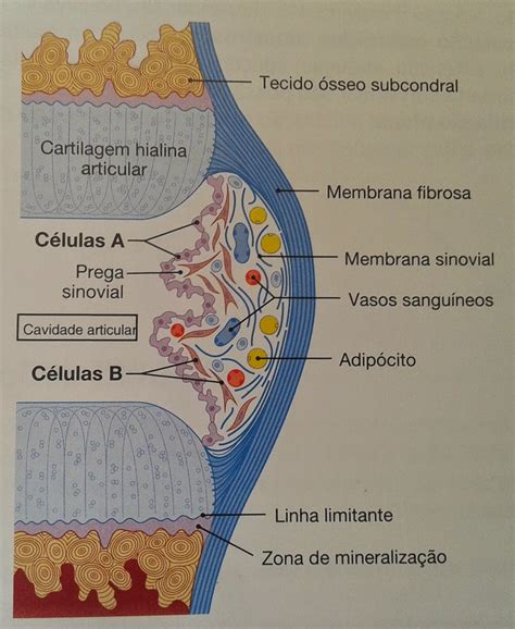 Partes Moles Sem Alterações