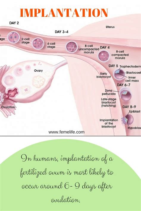 Pin On Implantation Of Embryo Ivf Success