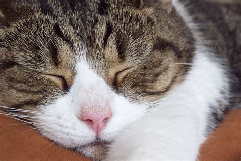 Mijn Dibbes | Cats, Sleeping beauty, Animals