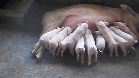1 Sow Farrowedgave Birth To 11 Piglets Youtube