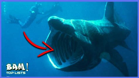 Scariest Sea Creatures That Actually Exist Youtube