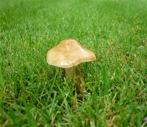 A Mushroom On A Lawn The Lawn Man