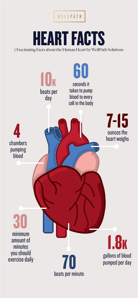 A Guide To Your Heart Infographic Heart Infographic Heart Facts