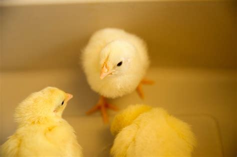 Baby Chicks Image Eurekalert Science News Releases