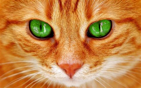 Download Wallpapers American Bobtail Cat Muzzle Ginger Cats Pets