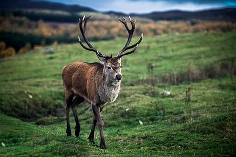 Red Deer Stag Scottish Highlands Deer Deer Stags Red Deer