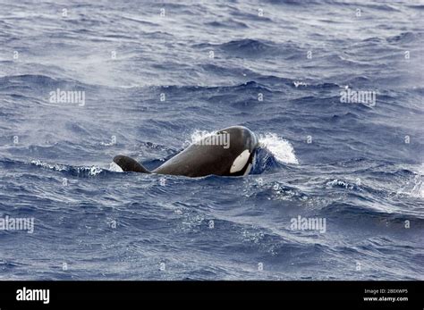 Killer Whale Swims On Surface Hi Res Stock Photography And Images Alamy